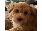 Havanese Puppy for sale in Central Point, OR, USA