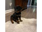 Rottweiler Puppy for sale in Charleston, SC, USA