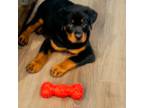 Rottweiler Puppy for sale in Charleston, SC, USA