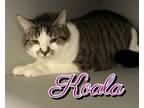 Adopt Koala- Marisol a Domestic Long Hair, Domestic Short Hair