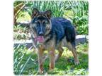 Adopt Georgia a German Shepherd Dog