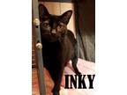 Adopt Inky a Domestic Short Hair