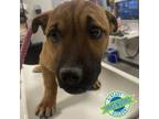 Adopt Puppy a Mixed Breed