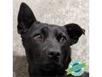 Adopt Courtney a Mixed Breed