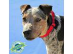 Adopt Stella a Mixed Breed