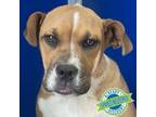 Adopt Ripley a Mixed Breed