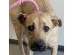 Adopt Mutt a Mixed Breed