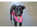 Adopt Nila a Labrador Retriever, Border Collie