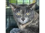 Adopt Bridget a Domestic Short Hair