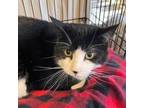 Adopt Sundae a American Shorthair