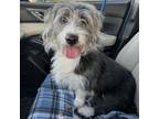 Adopt Daisy a Terrier, Mixed Breed