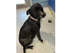 Adopt Olive a Labrador Retriever, Australian Cattle Dog / Blue Heeler