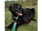 Adopt Cher a Labrador Retriever, Mixed Breed