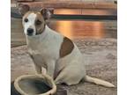 Adopt Angelina a Jack Russell Terrier