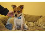 Adopt Ruby a Cattle Dog