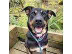 Adopt Lilly a Rottweiler, Hound