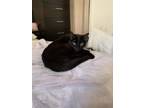 Adopt Sarah a Domestic Short Hair