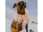 Adopt Addie a Boxer