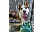 Adopt DANICA a Husky, Australian Shepherd