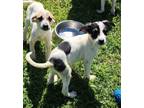 Adopt Lucy a Anatolian Shepherd, Mixed Breed