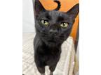 Adopt Joslyn a Domestic Short Hair