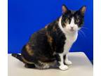 Adopt Coco Rosie a Domestic Short Hair