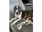 Adopt Nibbler a Pit Bull Terrier, Mixed Breed