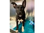 Adopt Star a Labrador Retriever, Terrier