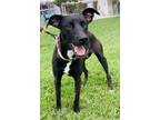 Adopt Josie a Labrador Retriever, Mixed Breed