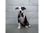 Adopt Uh-Huh a Pit Bull Terrier
