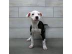 Adopt Stymie a Pit Bull Terrier