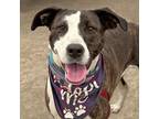 Adopt Turtledove a Pit Bull Terrier