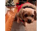 Adopt Ella a Shih Tzu