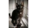 Adopt Valentina a Domestic Short Hair