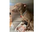Adopt Delilah (female home) a American Staffordshire Terrier, American Bully