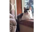 Adopt River a Domestic Medium Hair