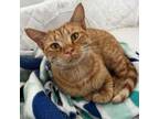 Adopt Rynn a Domestic Short Hair