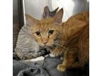 Adopt Rynn a Domestic Short Hair