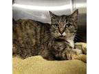 Adopt Rocky a Domestic Short Hair