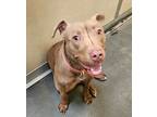 Adopt Cali a Pit Bull Terrier