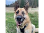 Adopt Ruby a German Shepherd Dog