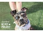 Adopt Stardew a Pit Bull Terrier, Mixed Breed