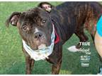 Adopt True a Pit Bull Terrier, Mixed Breed