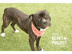 Adopt True a Pit Bull Terrier, Mixed Breed