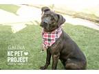 Adopt Galina a Pit Bull Terrier, Mixed Breed
