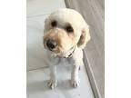 Adopt Tina a Standard Poodle, Golden Retriever