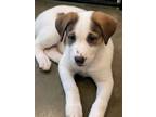 Adopt Kardashians: Kourtney a Mixed Breed