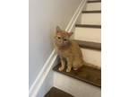 Adopt Cheddar a Domestic Mediumhair / Mixed cat in Ferndale, MI (38816373)