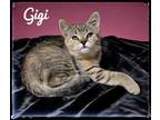Adopt Gigi a Domestic Short Hair