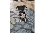 Adopt Maggie (The M pups) a Terrier, Mixed Breed